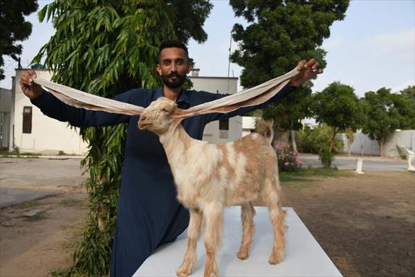 2-month-old baby goat 'Simbi' in Pakistan