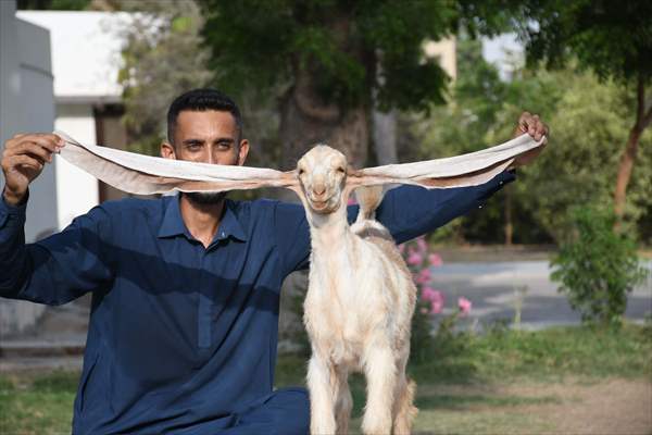 2-month-old baby goat 'Simbi' in Pakistan