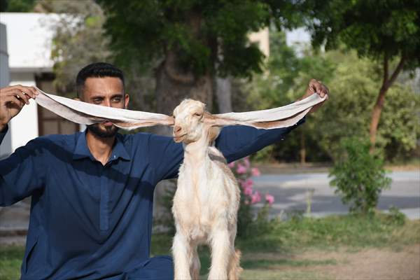 2-month-old baby goat 'Simbi' in Pakistan