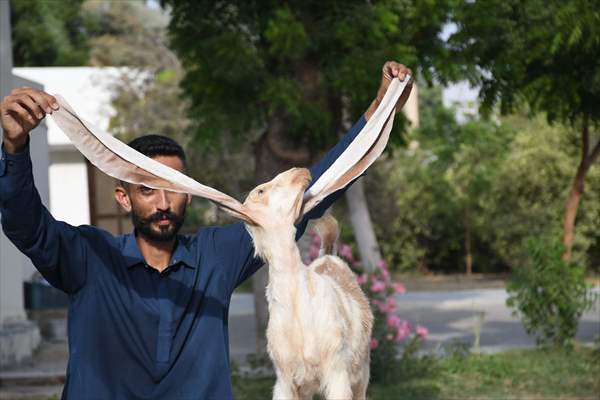 2-month-old baby goat 'Simbi' in Pakistan