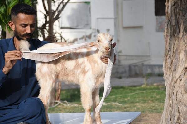 2-month-old baby goat 'Simbi' in Pakistan