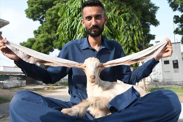 2-month-old baby goat 'Simbi' in Pakistan