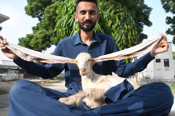 2-month-old baby goat 'Simbi' in Pakistan