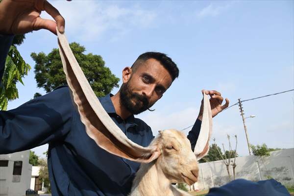 2-month-old baby goat 'Simbi' in Pakistan