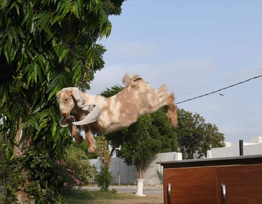 2-month-old baby goat 'Simbi' in Pakistan