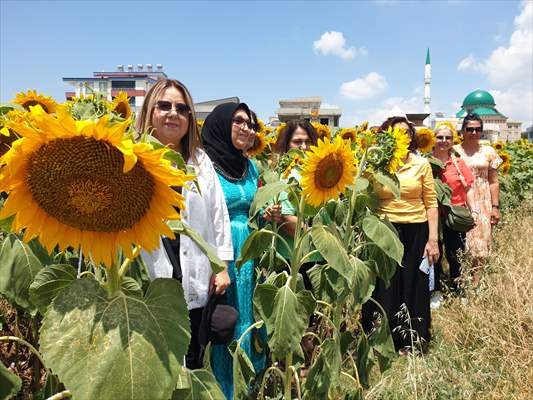 Osmaniye'de ayçiçeği tarlasında doğum günü kutlaması