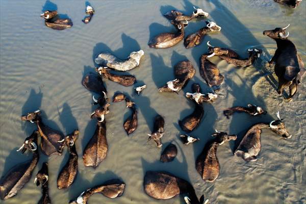 Mesopotamian Marshes under the threat of drought