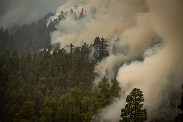 Forest fires in La Palma