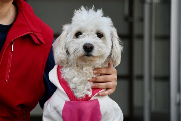 İki aylıkken sahiplenilen köpek 'Mila' gençlik merkezinde 7. yaşına girdi