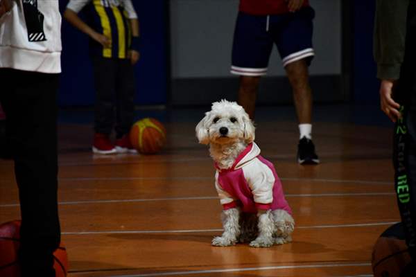 İki aylıkken sahiplenilen köpek 'Mila' gençlik merkezinde 7. yaşına girdi