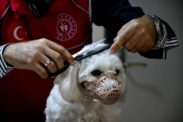 İki aylıkken sahiplenilen köpek 'Mila' gençlik merkezinde 7. yaşına girdi