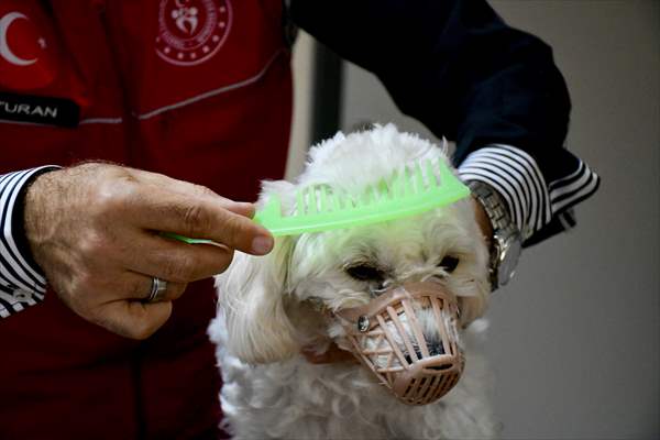 İki aylıkken sahiplenilen köpek 'Mila' gençlik merkezinde 7. yaşına girdi