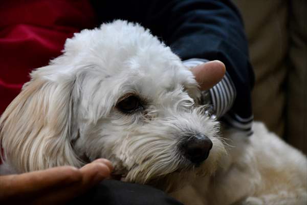 İki aylıkken sahiplenilen köpek 'Mila' gençlik merkezinde 7. yaşına girdi