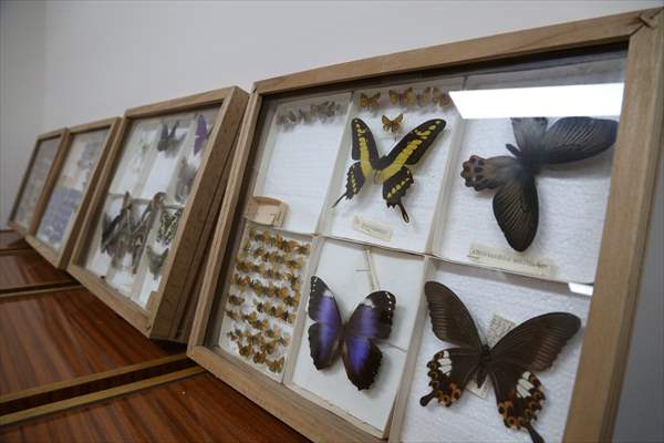 Yarım asırlık Entomoloji Müzesi, böcek bilimine ışık tutuyor