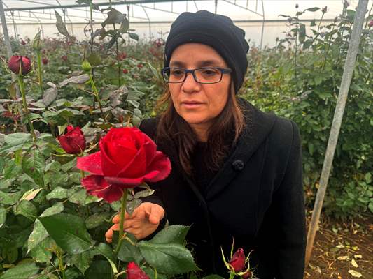 Ziraat mühendisi kadın devlet desteğiyle gül üreticisi oldu