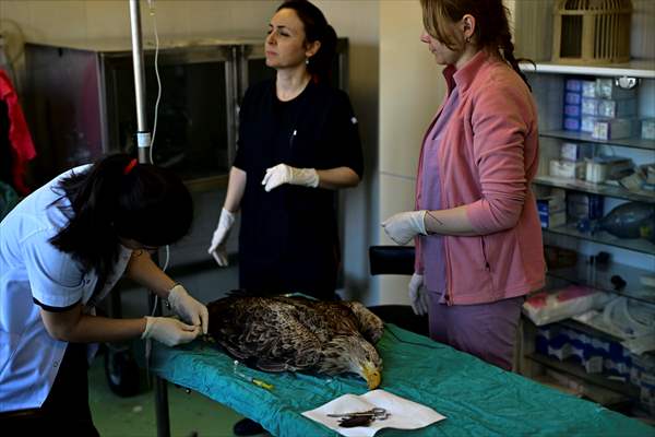Bitkin halde bulunan nesli tehlike altındaki ak kuyruklu kartal tedaviye alındı
