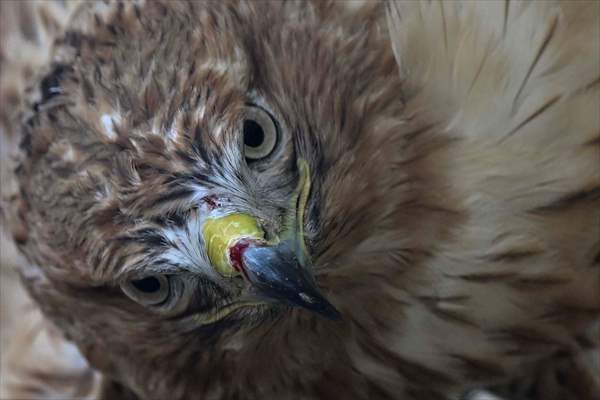 Ankara Üniversitesi Veteriner Fakültesi Hayvan Hastanesi