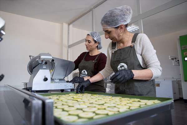 Tunceli'de kurulan meyve sebze kurutma tesisi dar gelirli kadınlara iş kapısı oldu