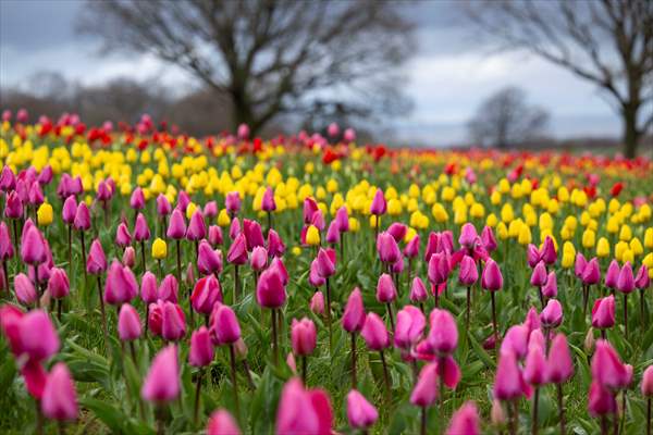 Tulleys Tulip Fest in United Kingdom