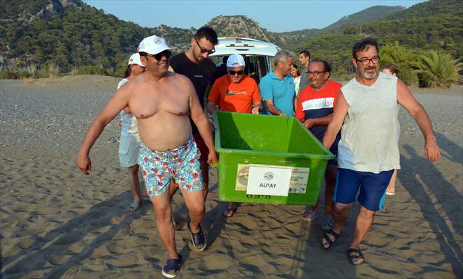 Muğla'da tedavileri tamamlanan 4 deniz kaplumbağası denize salındı