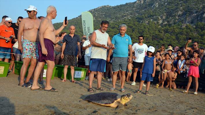 Muğla'da tedavileri tamamlanan 4 deniz kaplumbağası denize salındı
