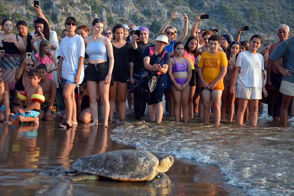 Muğla'da tedavileri tamamlanan 4 deniz kaplumbağası denize salındı