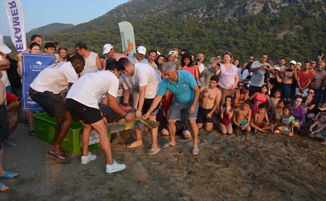 Muğla'da tedavileri tamamlanan 4 deniz kaplumbağası denize salındı