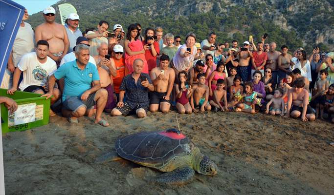 Muğla'da tedavileri tamamlanan 4 deniz kaplumbağası denize salındı