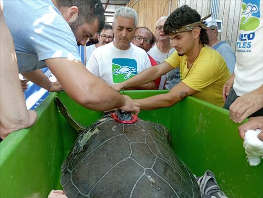 Muğla'da tedavileri tamamlanan 4 deniz kaplumbağası denize salındı