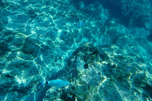 İklim krizi ve insan etkisiyle Kızıldeniz'den Akdeniz'e geçen türler doğa için tehdit