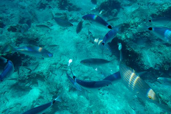 İklim krizi ve insan etkisiyle Kızıldeniz'den Akdeniz'e geçen türler doğa için tehdit