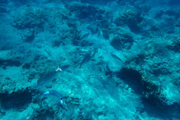 İklim krizi ve insan etkisiyle Kızıldeniz'den Akdeniz'e geçen türler doğa için tehdit