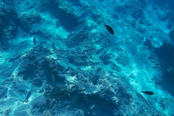 İklim krizi ve insan etkisiyle Kızıldeniz'den Akdeniz'e geçen türler doğa için tehdit