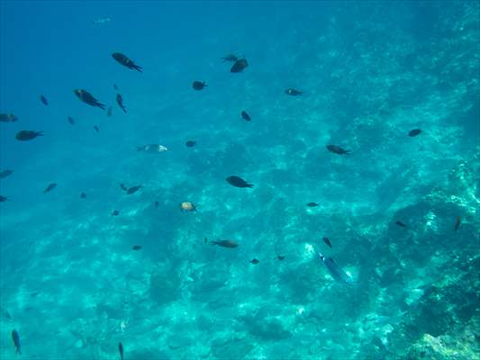 İklim krizi ve insan etkisiyle Kızıldeniz'den Akdeniz'e geçen türler doğa için tehdit