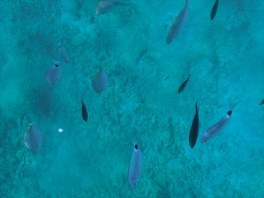 İklim krizi ve insan etkisiyle Kızıldeniz'den Akdeniz'e geçen türler doğa için tehdit