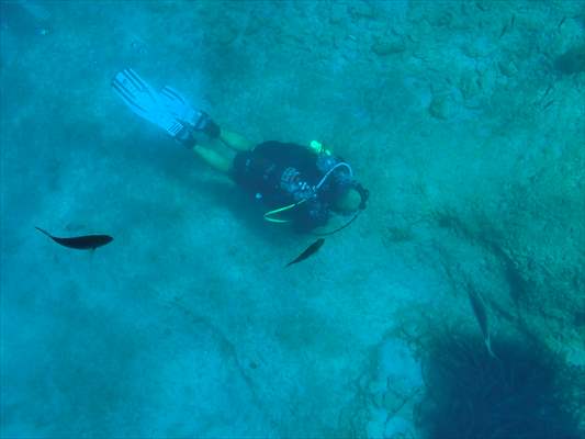 İklim krizi ve insan etkisiyle Kızıldeniz'den Akdeniz'e geçen türler doğa için tehdit