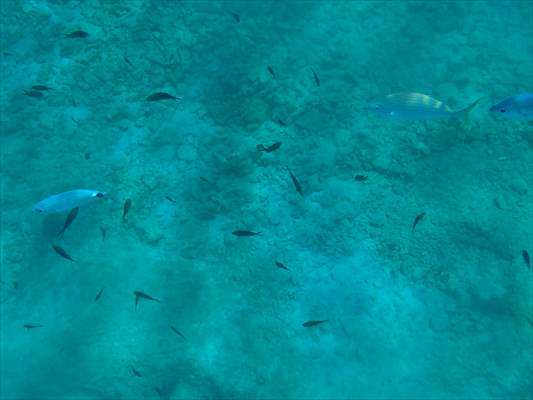 İklim krizi ve insan etkisiyle Kızıldeniz'den Akdeniz'e geçen türler doğa için tehdit