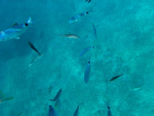 İklim krizi ve insan etkisiyle Kızıldeniz'den Akdeniz'e geçen türler doğa için tehdit