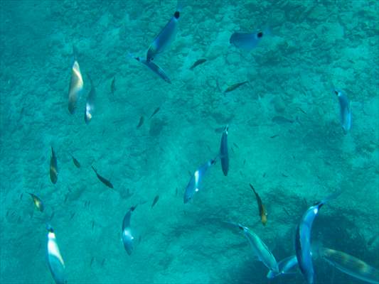 İklim krizi ve insan etkisiyle Kızıldeniz'den Akdeniz'e geçen türler doğa için tehdit