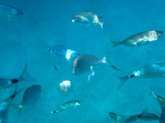 İklim krizi ve insan etkisiyle Kızıldeniz'den Akdeniz'e geçen türler doğa için tehdit