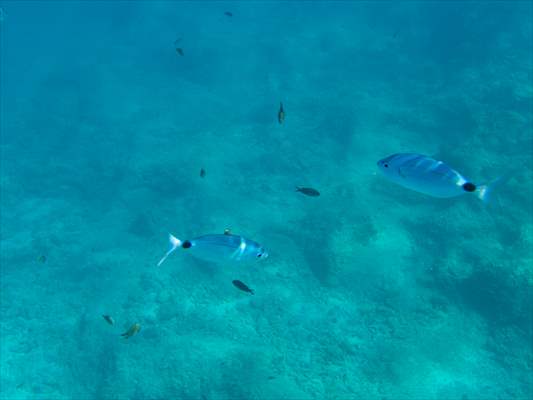 İklim krizi ve insan etkisiyle Kızıldeniz'den Akdeniz'e geçen türler doğa için tehdit
