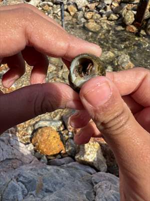 İklim krizi ve insan etkisiyle Kızıldeniz'den Akdeniz'e geçen türler doğa için tehdit