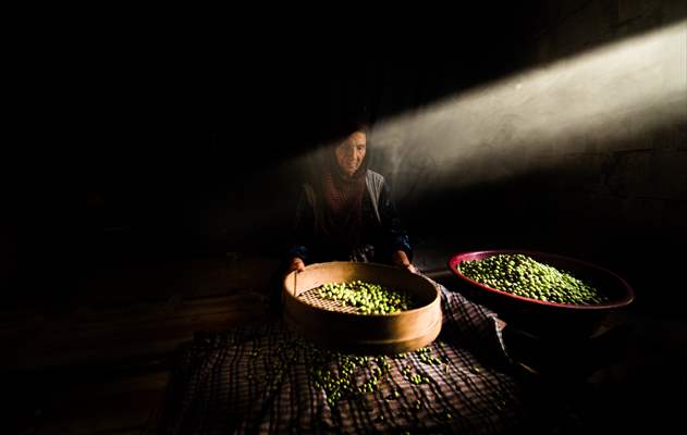 Olive harvest starts in Turkiye's Mardin