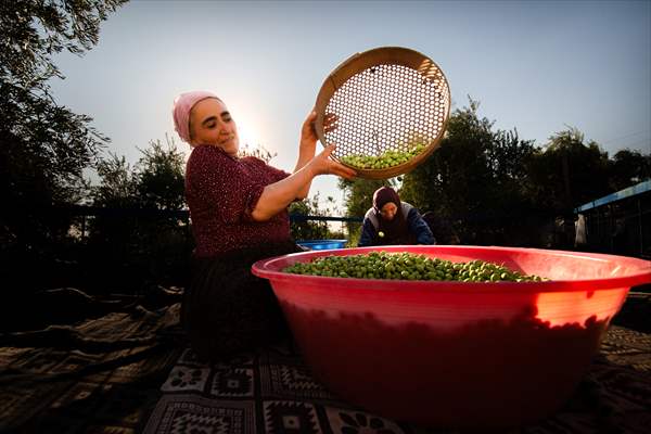 Olive harvest starts in Turkiye's Mardin