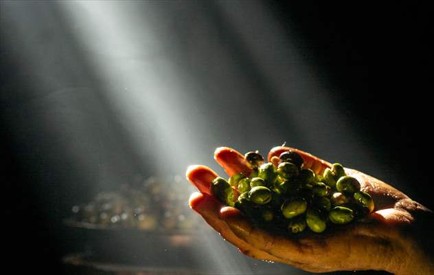 Olive harvest starts in Turkiye's Mardin