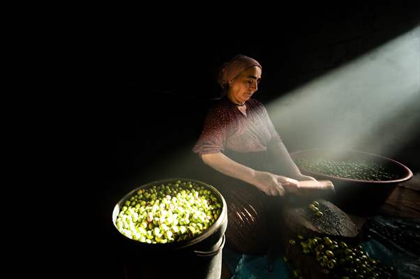 Olive harvest starts in Turkiye's Mardin