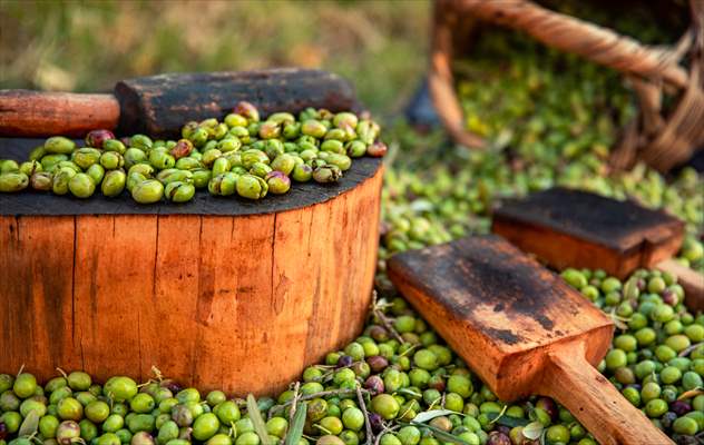 Olive harvest starts in Turkiye's Mardin