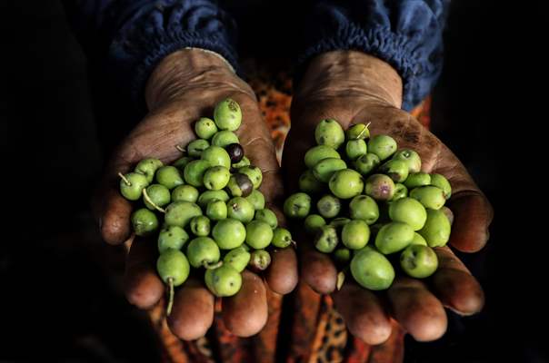 Olive harvest starts in Turkiye's Mardin
