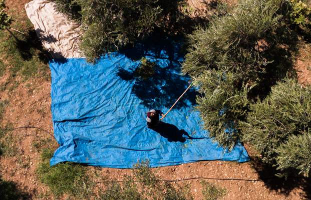 Olive harvest starts in Turkiye's Mardin