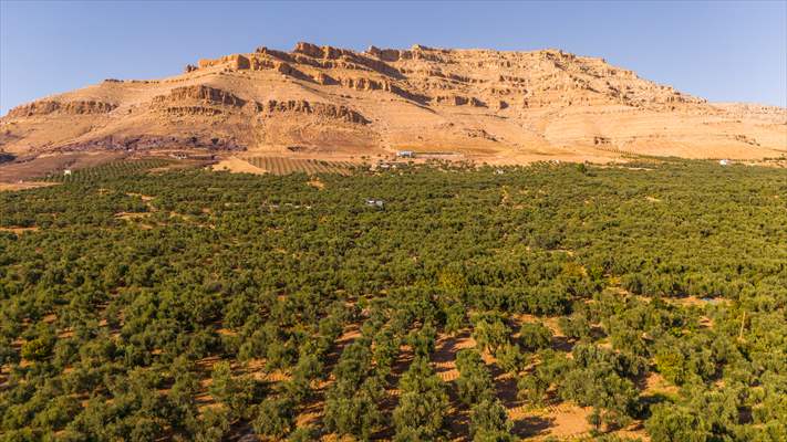 Olive harvest starts in Turkiye's Mardin